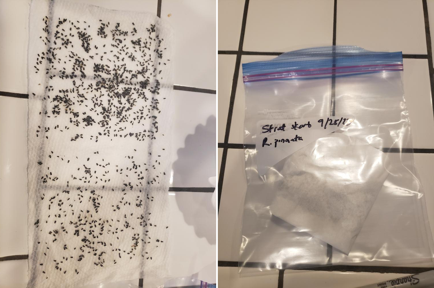 Left: small dark seeds spread across a damp paper towel for germination. Right: a labeled plastic bag containing a folded moist paper towel with seeds inside for stratification.